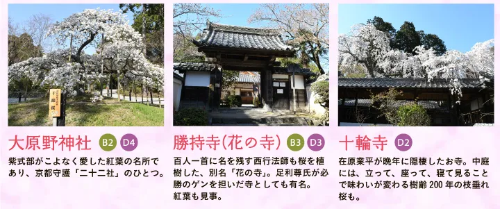 【大原野神社】紫式部がこよなく愛した紅葉の名所であり、京都守護「二十二社」のひとつ。 【勝持寺（花の寺）】百人一首に名を残す西行法師も桜を植樹した、別名「花の寺」。足利尊氏が必勝のゲンを担いだ寺としても有名。
        紅葉も見事。 【十輪寺】在原業平が晩年に隠棲したお寺。中庭には、立って、座って、寝て見ることで味わいが変わる樹齢200年の枝垂れ桜も。
