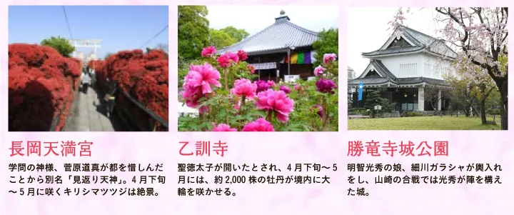 【長岡天満宮】学問の神様、菅原道真が都を惜しんだことから別名「見返り天神」。4月下旬～5月に咲くキリシマツツジは絶景。 【乙訓寺】聖徳太子が開いたとされ、4月下旬～5月には、約2,000株の牡丹が境内に大輪を咲かせる。【勝竜寺城公園】明智光秀の娘、細川ガラシャが輿入れをし、山崎の合戦では光秀が陣を構えた城。
