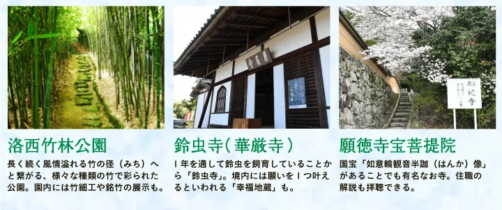 【洛西竹林公園】長く続く風情溢れる竹の径（みち）へと繋がる、様々な種類の竹で彩られた公園。園内には竹細工や銘竹の展示も。 【鈴虫寺（華厳寺）】1年を通して鈴虫を飼育していることから「鈴虫寺」。境内には願いを1つ叶えるといわれる「幸福地蔵」も。 【願徳寺宝菩提院】国宝「如意輪観音半跏（はんか）像」があることでも有名なお寺。住職の解説も拝聴できる。