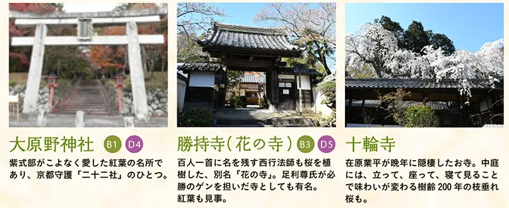 【大原野神社】紫式部がこよなく愛した紅葉の名所であり、京都守護「二十二社」のひとつ。 【勝持寺（花の寺）】百人一首に名を残す西行法師も桜を植樹した、別名「花の寺」。足利尊氏が必勝のゲンを担いだ寺としても有名。紅葉も見事。 【十輪寺】在原業平が晩年に隠棲したお寺。中庭には、立って、座って、寝て見ることで味わいが変わる樹齢200年の枝垂れ桜も。