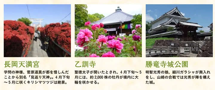 【長岡天満宮】学問の神様、菅原道真が都を惜しんだことから別名「見返り天神」。4月下旬～5月に咲くキリシマツツジは絶景。 【乙訓寺】聖徳太子が開いたとされ、4月下旬～5月には、約2,000株の牡丹が境内に大輪を咲かせる。 【勝竜寺城公園】明智光秀の娘、細川ガラシャが輿入れをし、山崎の合戦では光秀が陣を構えた城。