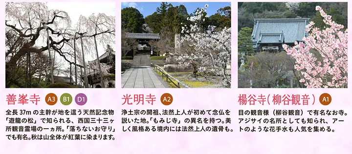 【善峯寺】全長37mの主幹が地を這う天然記念物「遊龍の松」で知られる、西国三十三ヶ所観音霊場の一ヵ所。「落ちないお守り」でも有名。秋は山全体が紅葉に染まります。 【光明寺】浄土宗の開祖、法然上人が初めて念仏を説いた地。「もみじ寺」の異名を持つ。美しく風格ある境内には法然上人の遺骨も。 【楊谷寺（柳谷観音）】目の観音様（柳谷観音）で有名なお寺。アジサイの名所としても知られ、アートのような花手水も人気を集める。