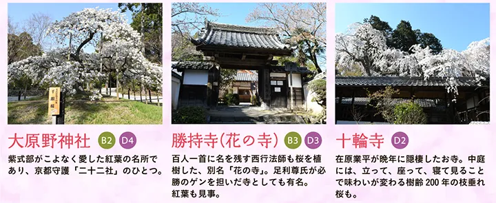 【大原野神社】紫式部がこよなく愛した紅葉の名所であり、京都守護「二十二社」のひとつ。 【勝持寺（花の寺）】百人一首に名を残す西行法師も桜を植樹した、別名「花の寺」。足利尊氏が必勝のゲンを担いだ寺としても有名。紅葉も見事。 【十輪寺】在原業平が晩年に隠棲したお寺。中庭には、立って、座って、寝て見ることで味わいが変わる樹齢200年の枝垂れ桜も。