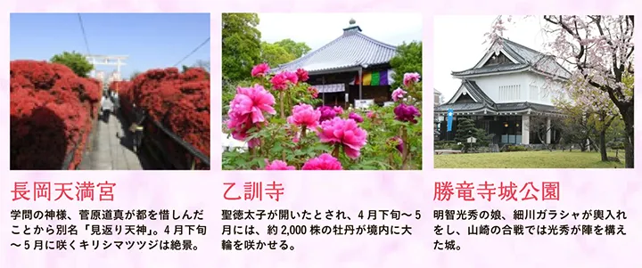 【長岡天満宮】学問の神様、菅原道真が都を惜しんだことから別名「見返り天神」。4月下旬～5月に咲くキリシマツツジは絶景。 【乙訓寺】聖徳太子が開いたとされ、4月下旬～5月には、約2,000株の牡丹が境内に大輪を咲かせる。 【勝竜寺城公園】明智光秀の娘、細川ガラシャが輿入れをし、山崎の合戦では光秀が陣を構えた城。