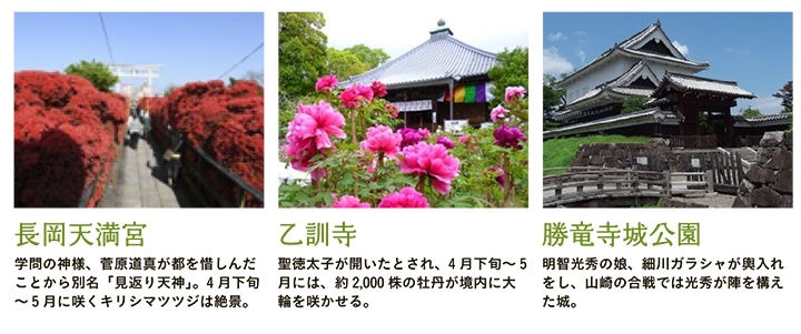 【長岡天満宮】学問の神様、菅原道真が都を惜しんだことから別名「見返り天神」。4月下旬～5月に咲くキリシマツツジは絶景。 【乙訓寺】聖徳太子が開いたとされ、4月下旬～5月には、約2,000株の牡丹が境内に大輪を咲かせる。 【勝竜寺城公園】明智光秀の娘、細川ガラシャが輿入れをし、山崎の合戦では光秀が陣を構えた城。