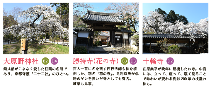【大原野神社】紫式部がこよなく愛した紅葉の名所であり、京都守護「二十二社」のひとつ。 【勝持寺（花の寺）】百人一首に名を残す西行法師も桜を植樹した、別名「花の寺」。足利尊氏が必勝のゲンを担いだ寺としても有名。紅葉も見事。 【十輪寺】在原業平が晩年に隠棲したお寺。中庭には、立って、座って、寝て見ることで味わいが変わる樹齢200年の枝垂れ桜も。