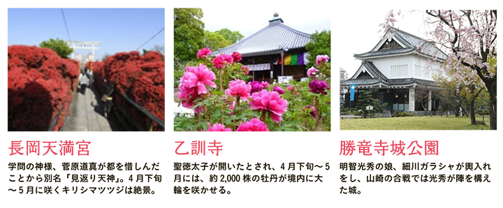 【長岡天満宮】学問の神様、菅原道真が都を惜しんだことから別名「見返り天神」。4月下旬～5月に咲くキリシマツツジは絶景。 【乙訓寺】聖徳太子が開いたとされ、4月下旬～5月には、約2,000株の牡丹が境内に大輪を咲かせる。 【勝竜寺城公園】明智光秀の娘、細川ガラシャが輿入れをし、山崎の合戦では光秀が陣を構えた城。