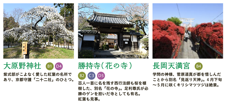 【大原野神社】紫式部がこよなく愛した紅葉の名所であり、京都守護「二十二社」のひとつ。 【勝持寺（花の寺）】百人一首に名を残す西行法師も桜を植樹した、別名「花の寺」。足利尊氏が必勝のゲンを担いだ寺としても有名。紅葉も見事。 【長岡天満宮】学問の神様、菅原道真が都を惜しんだことから別名「見返り天神」。4月下旬～5月に咲くキリシマツツジは絶景。