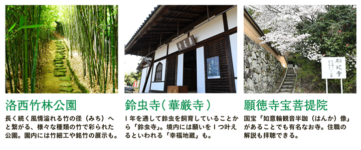 【洛西竹林公園】長く続く風情溢れる竹の径（みち）へと繋がる、様々な種類の竹で彩られた公園。園内には竹細工や銘竹の展示も。 【鈴虫寺（華厳寺）】1年を通して鈴虫を飼育していることから「鈴虫寺」。境内には願いを1つ叶えるといわれる「幸福地蔵」も。 【願徳寺宝菩提院】国宝「如意輪観音半跏（はんか）像」があることでも有名なお寺。住職の解説も拝聴できる。